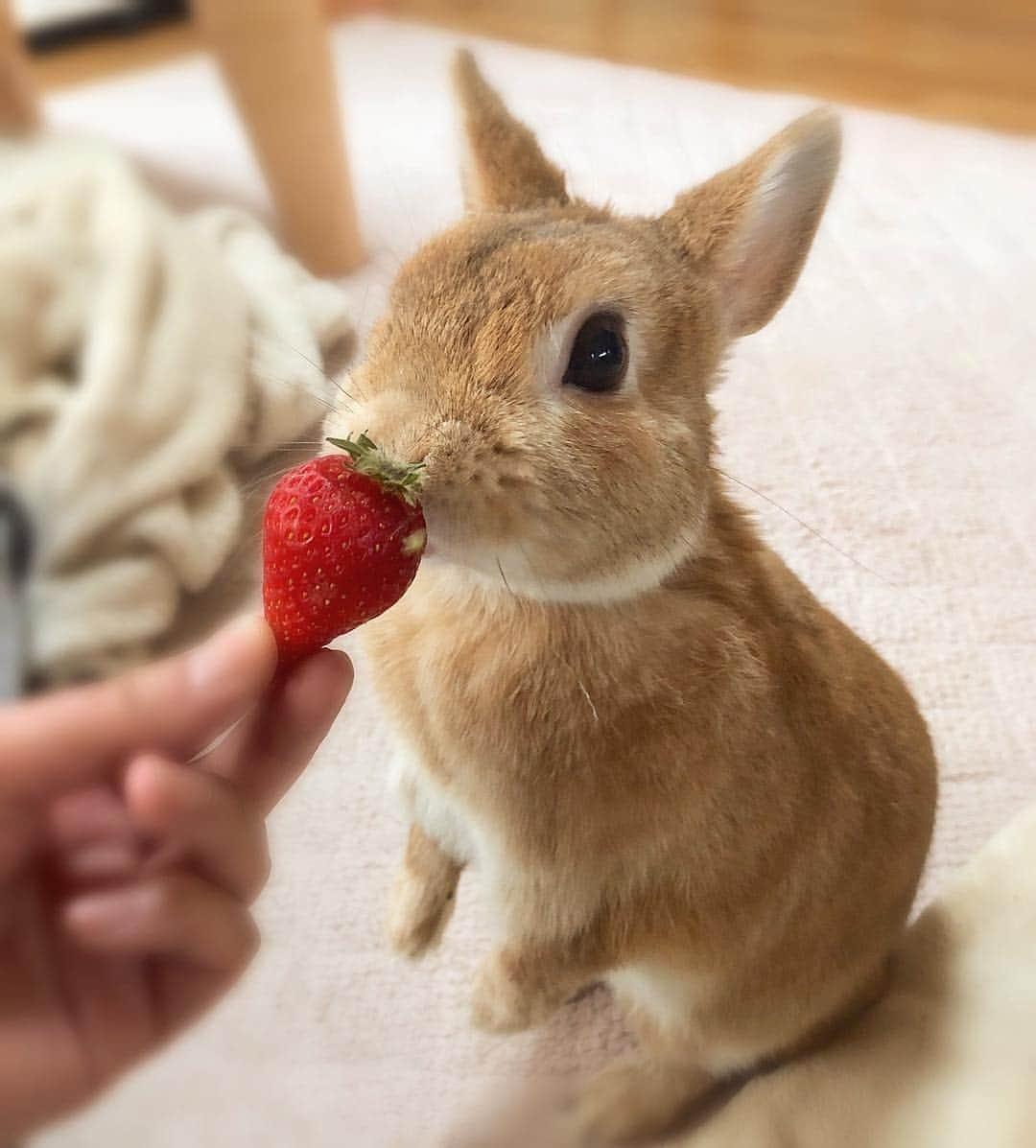 ラン?さんのインスタグラム写真 - (ラン?Instagram)「いちご🍓✩°｡⋆♡*° ボクは葉っぱしか食べない派です🐰 ☆ お久しぶりの投稿です！！ ランは変わらず元気ですよー(^-^) 私がなんだか忙しくて投稿できてません…(;´ω｀) ランをなでなでしながら、私が先に寝る😴という日々の繰り返し😂(笑) ☆ #うさぎ #ネザーランドドワーフ #rabbit #bunny #bunnystagram  #rabbitstagram  #cute  #かわいい #ふわもこ部  #もふもふ  #zip写真部  #アニマル写真部 #instagramjapan #netherlanddwarf #うさぎと暮らす  #うさぎのいる暮らし #癒し #kawaii #ランちゃん  2019.04.07」4月7日 12時35分 - mofumofuusako