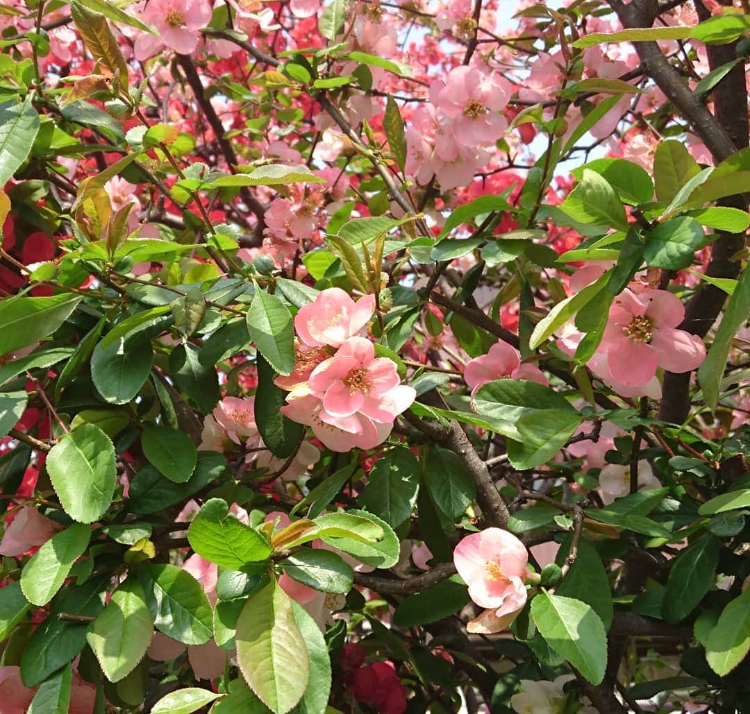 七海ひろこさんのインスタグラム写真 - (七海ひろこInstagram)「春の井の頭線沿い、穏やかで豊かな時間が流れています。すてきなお花もいっぱい。このお花は何だろう🌸 #井の頭線 #富士見ヶ丘 #高井戸西 #花が好き #春の花 #手塚いづみ #がんばるぞ」4月7日 12時34分 - nanamihiroko_