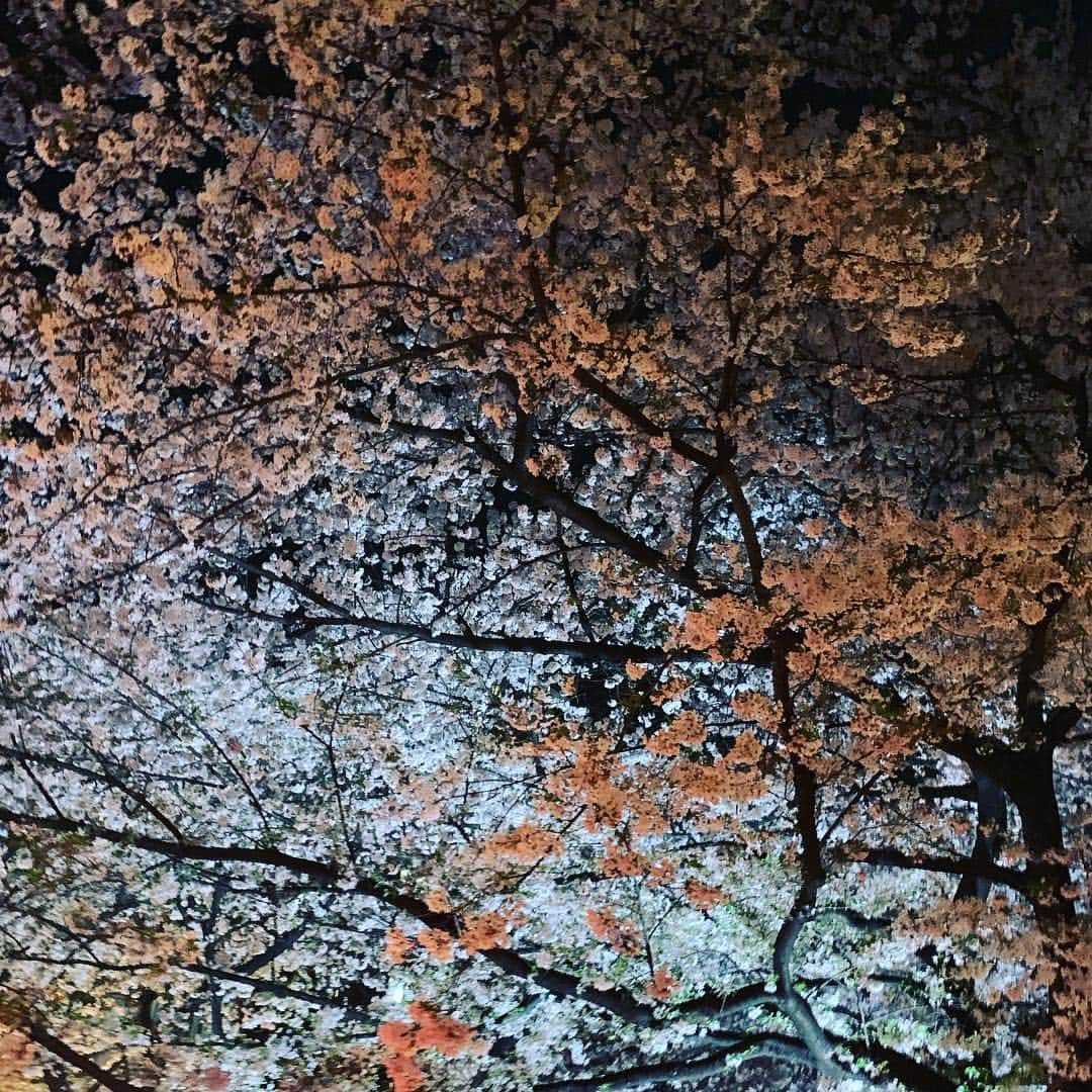赤澤遼太郎さんのインスタグラム写真 - (赤澤遼太郎Instagram)「夜桜がこんなに綺麗なんて思わなかった。 #赤澤遼太郎 #小南光司 #お花見#最近#団子より花#になってきた#桜#夜桜#人凄かったけど#いんすたたろう」4月7日 12時35分 - akazawa_taro