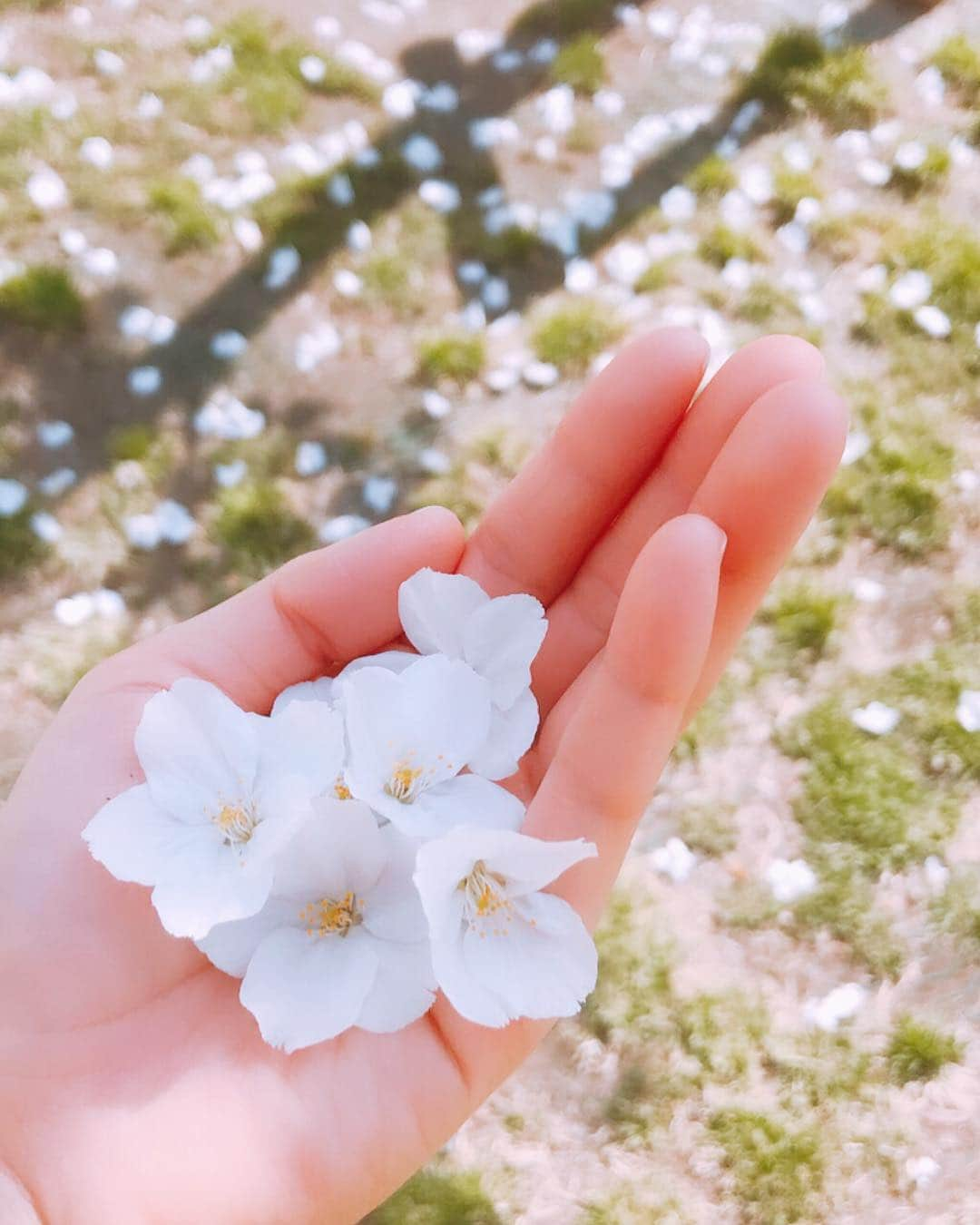 伊瀬茉莉也さんのインスタグラム写真 - (伊瀬茉莉也Instagram)「🌸 * ハッシュタグ、どれも良くて1つに決めるの勿体ないなぁ…😖 * #繋がりーや  #広がりーや  #ファミリーヤ  #いせまり屋  #いせまりーやぐらむ * この5つ、すべて採用でも良いでしょうか⁈ どれか1つを使っても良いし、複数使っても良いし☺️ ファン同士のみんなが情報共有したり、 繋がる場としてはもちろん、 私とみんなが繋がれる場でもあるので… 私に関係してもしなくても、このハッシュタグを付けてくれた投稿は見に行きます😍💕 みんなの日常写真(食べたご飯とかオススメのコスメとか風景写真とかセルフィー🤳も😆もちろん男性の投稿も✨) 大歓迎です！！ * ハッシュタグ…いっぱい使ってね！☺ * #たくさんの応募ありがとう❣️ #1つに絞れなかった💦  #どれも良すぎて🤣  #複数使うの推奨  #もちろん伊瀬茉莉也のフルネームハッシュタグも使ってね‼️笑」4月7日 12時32分 - mariya_ise