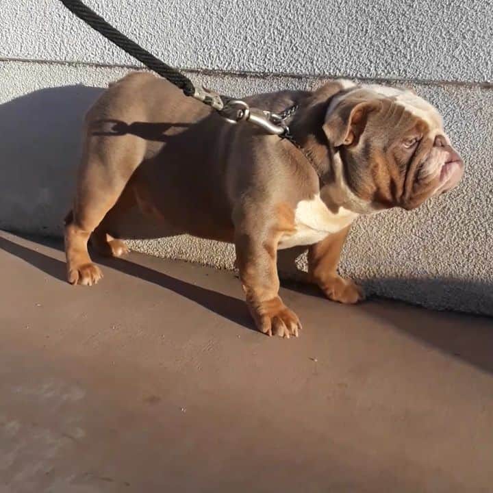 Oprahnbooのインスタグラム：「APOLLO  #lilactri #englishbulldog #dogsoftheday #dogsofinstagram #dogoftheworld  #loveit #tag #share」