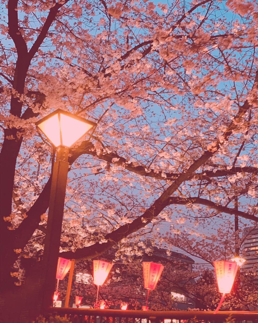 関りおんさんのインスタグラム写真 - (関りおんInstagram)「桜キレイ🌸 * * * #車の中から #桜 #春 #受験生」4月7日 12時51分 - rion106_official