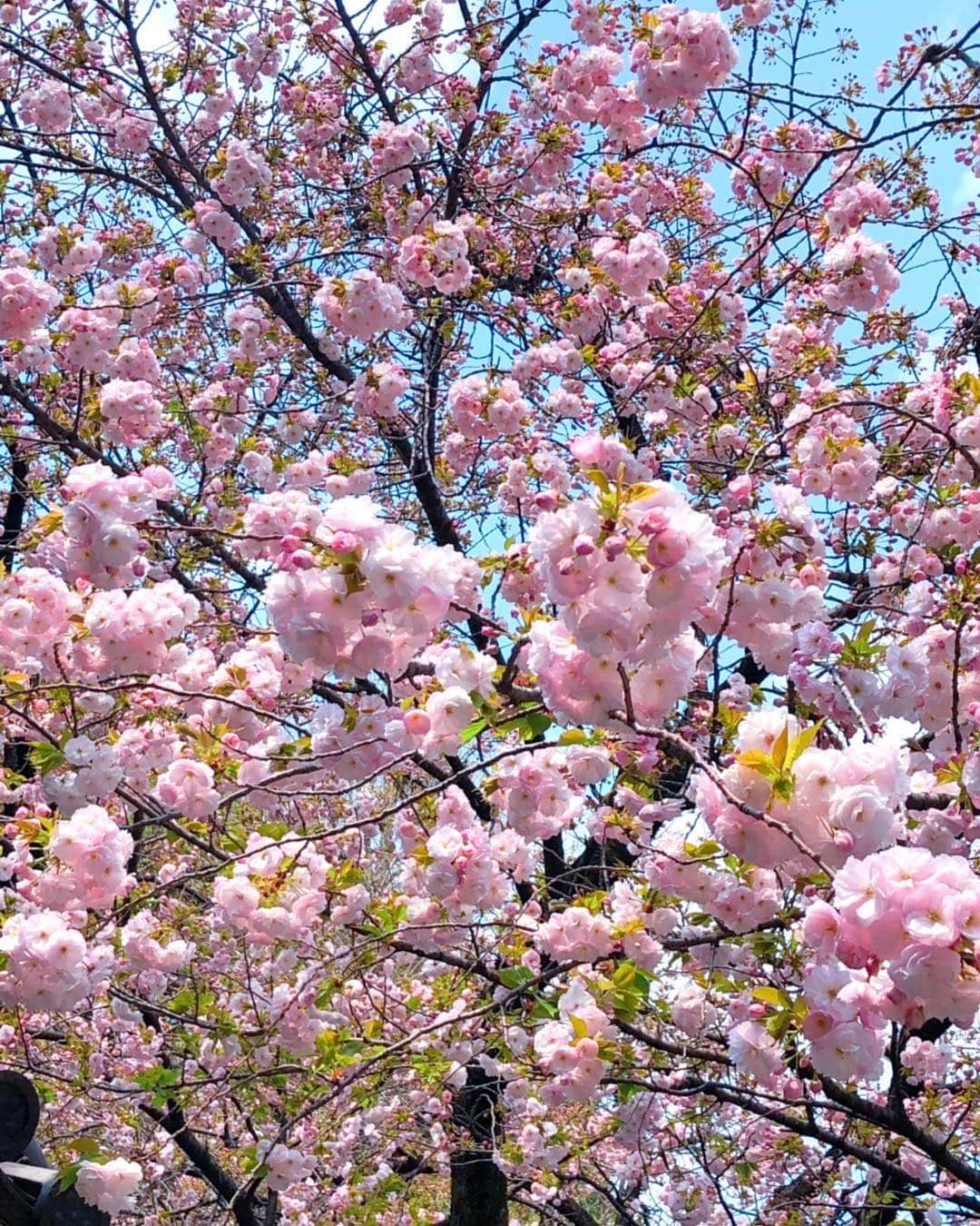 理絵さんのインスタグラム写真 - (理絵Instagram)「昨日は蕾だらけだったのに1日でけっこう咲いている🌸  #八重桜 #桜 #sakura #cherryblossom #cherryblossoms #cerisier #ciliegio #벚꽃 #flower #flowers #fiore #꽃 #花 #tokyo #japan」4月7日 13時02分 - ____rie____