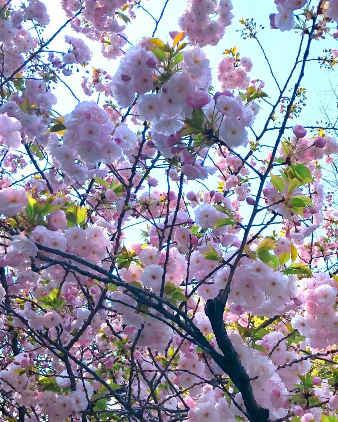 理絵さんのインスタグラム写真 - (理絵Instagram)「昨日は蕾だらけだったのに1日でけっこう咲いている🌸  #八重桜 #桜 #sakura #cherryblossom #cherryblossoms #cerisier #ciliegio #벚꽃 #flower #flowers #fiore #꽃 #花 #tokyo #japan」4月7日 13時02分 - ____rie____