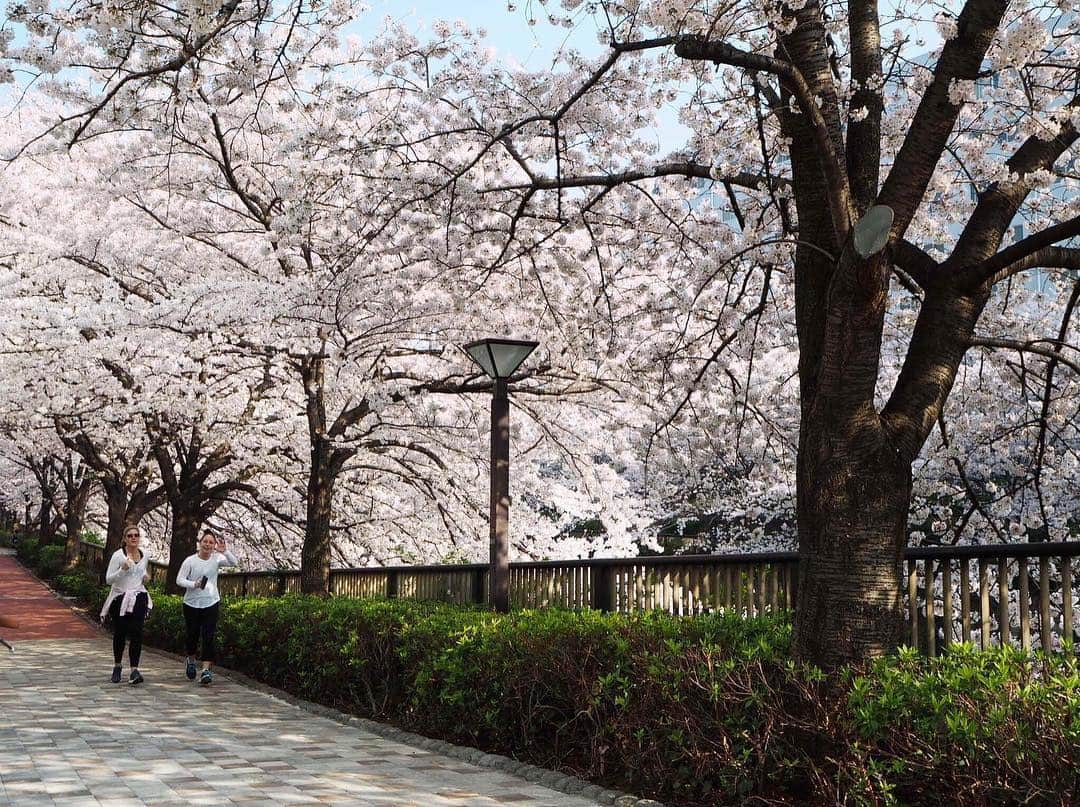 The Ritz-Carlton, Tokyoさんのインスタグラム写真 - (The Ritz-Carlton, TokyoInstagram)「少し早起きした日は、目黒川沿いに並ぶ桜を眺めながらランニングしながらフレッシュな１日をスタートしてみては？🏃‍♀️🏃‍♂️🌸 Start your day under the Sakura trees! Follow the route along picturesque Meguro River, lines hundreds of cherry blossom trees in full bloom!🌸🍃 #RitzCarltonTokyo #RCMemories」4月7日 12時55分 - ritzcarltontokyo