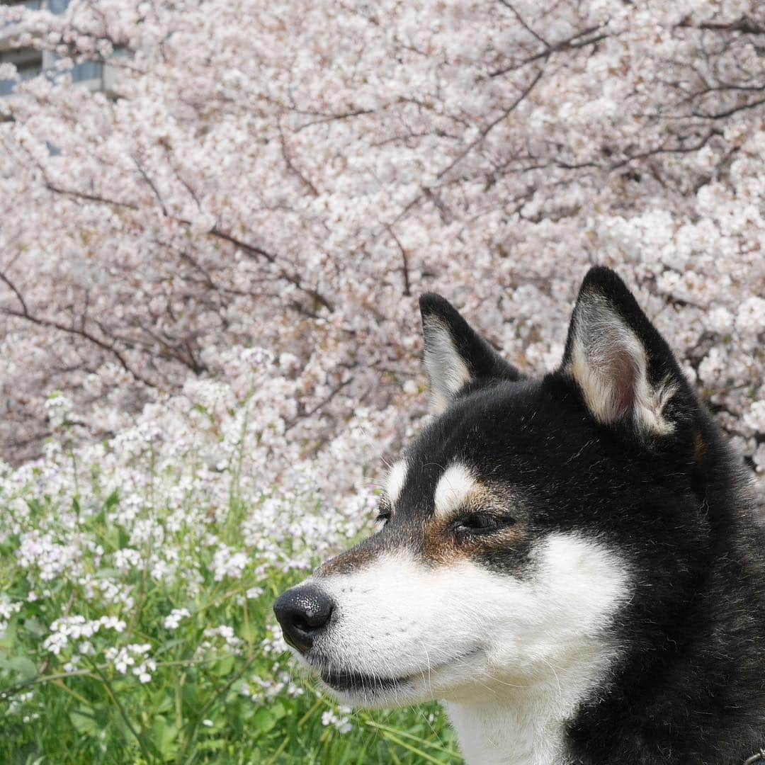 くろさんのインスタグラム写真 - (くろInstagram)「🌸満開🌸 #ソメイヨシノ #cherryblossom  #柴犬と桜 #桜と柴犬 #黒柴と桜 #桜と黒柴 #kuroshiba #blackshiba #shibainu #shibastagram #instadog #dogstagram #柴犬 #黒柴 #日本犬 #和犬 #いぬら部 #ふわもこ部 #柴犬部 #モフモフ生命体 #柴犬のいる暮らし #わんこのいる暮らし #わんこのいる生活 #わんこと一緒 #わんダフォ #わんだふるjapan #耳ピーン」4月7日 12時56分 - m6bmw