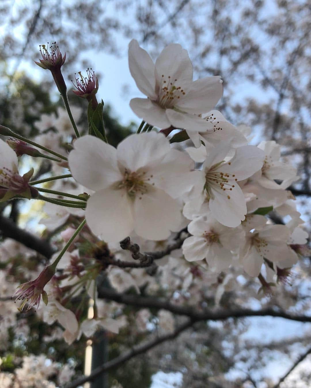 佐野千晃さんのインスタグラム写真 - (佐野千晃Instagram)「みーんなやってるからあたしもお花見ラン🌸🌸🌸﻿ ﻿ 一人だと20kmなんて意気込まないと走れないけど、人といると22km全然余裕だったな〜﻿ ﻿ ゆったりながーくたまに歩かされて←﻿ いいお天気で気持ちよかった( ´ ▽ ` )﻿ ﻿ ランニングはやっぱ春に始めるのが一番いいね←  みかさんありがとう( ´ ▽ ` )﻿ ﻿ #run #running #marathon #フルマラソン #マラソン #マラソン女子 #人生自由自在 #走る女子 #ファッション #ウェア #楽しく走る #ランニング #ジョギング」4月7日 13時09分 - sanochiaki810