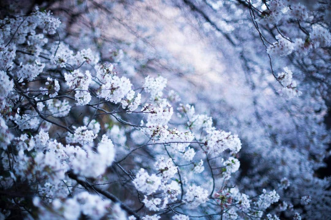 北原徹さんのインスタグラム写真 - (北原徹Instagram)「#桜 #cherryblossom #photography by #torukitahara #photographer #art #artwork」4月7日 13時10分 - torukitahara