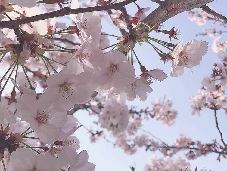 川原美咲さんのインスタグラム写真 - (川原美咲Instagram)「お友達と、桜見に行ってきました🌸🌸💕 めちゃめちゃきれい😍  すべてスマホでございます、」4月7日 13時04分 - misaki_888_sagasaikou