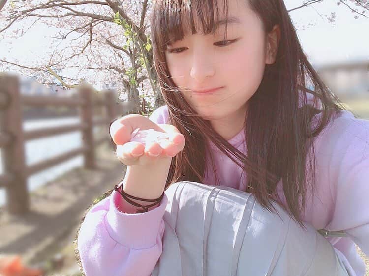川原美咲さんのインスタグラム写真 - (川原美咲Instagram)「お友達と、桜見に行ってきました🌸🌸💕 めちゃめちゃきれい😍  すべてスマホでございます、」4月7日 13時04分 - misaki_888_sagasaikou
