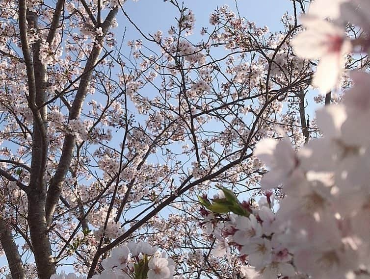 川原美咲さんのインスタグラム写真 - (川原美咲Instagram)「お友達と、桜見に行ってきました🌸🌸💕 めちゃめちゃきれい😍  すべてスマホでございます、」4月7日 13時04分 - misaki_888_sagasaikou