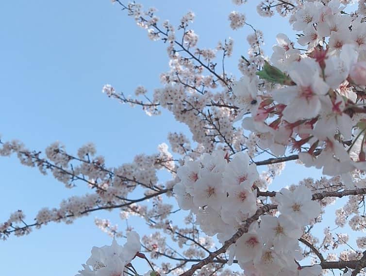 川原美咲さんのインスタグラム写真 - (川原美咲Instagram)「お友達と、桜見に行ってきました🌸🌸💕 めちゃめちゃきれい😍  すべてスマホでございます、」4月7日 13時04分 - misaki_888_sagasaikou