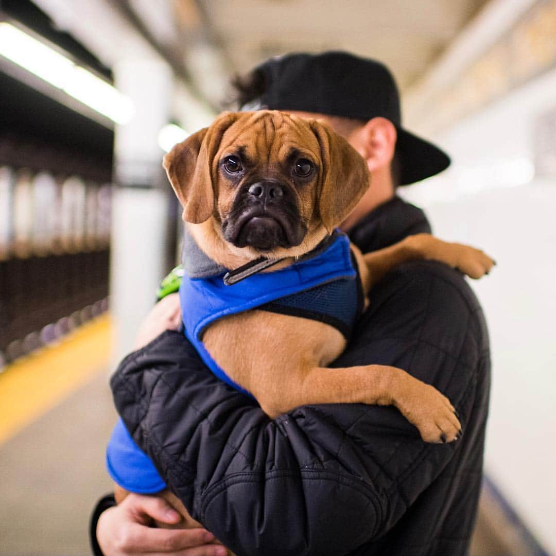 The Dogistさんのインスタグラム写真 - (The DogistInstagram)「Bruce, Puggle (6 m/o), Dekalb Ave Station, Brooklyn, NY • “His favorite thing is sleep.”」4月7日 13時04分 - thedogist