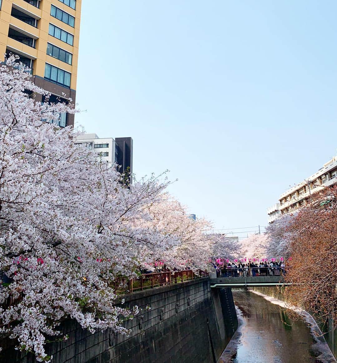 三倉茉奈さんのインスタグラム写真 - (三倉茉奈Instagram)「通りすがりの 目黒川✨✨ やっぱり綺麗ー そして今日、ぽかぽか。 #spring」4月7日 13時18分 - mana_mikura_official