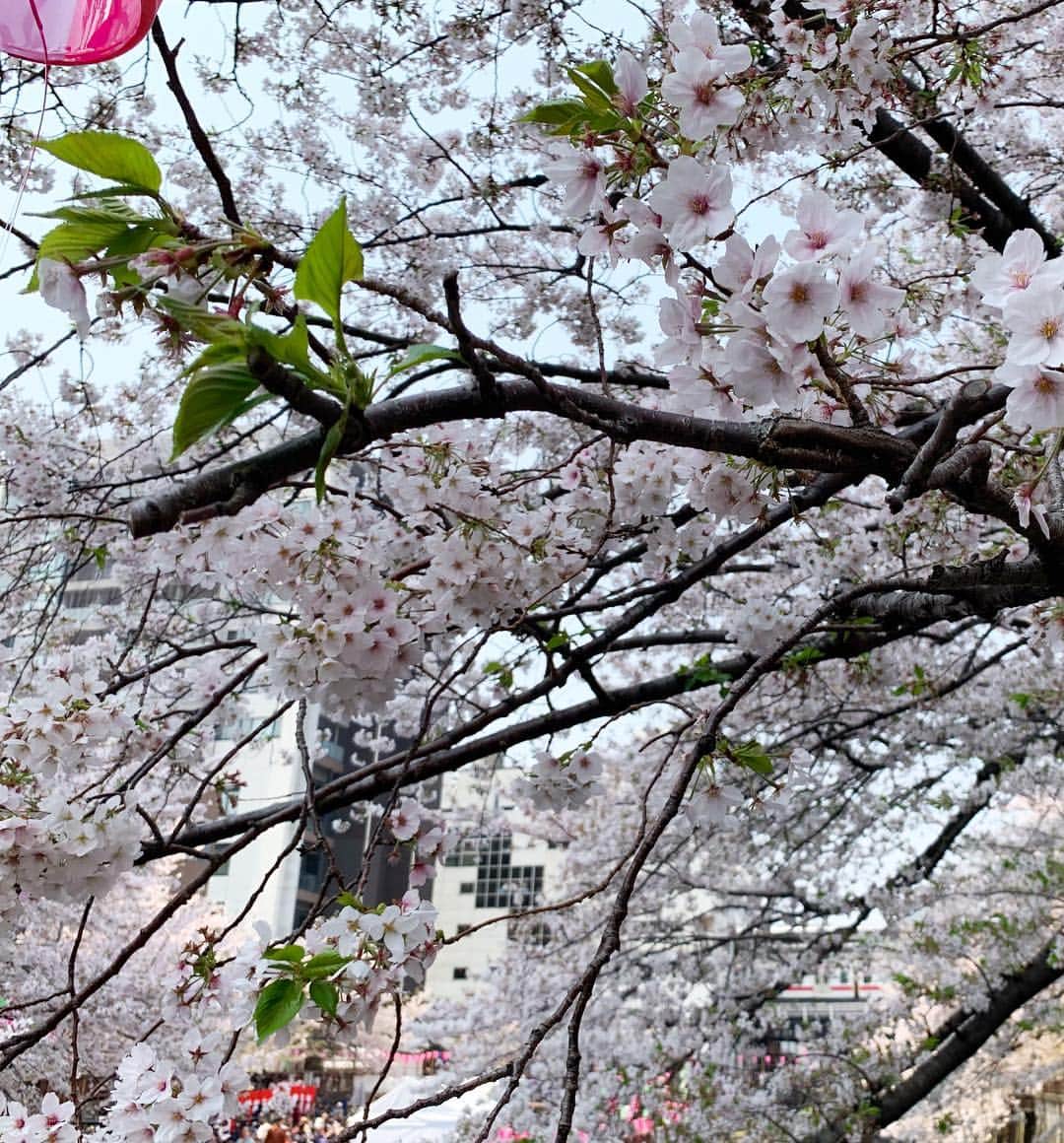 三倉茉奈さんのインスタグラム写真 - (三倉茉奈Instagram)「通りすがりの 目黒川✨✨ やっぱり綺麗ー そして今日、ぽかぽか。 #spring」4月7日 13時18分 - mana_mikura_official