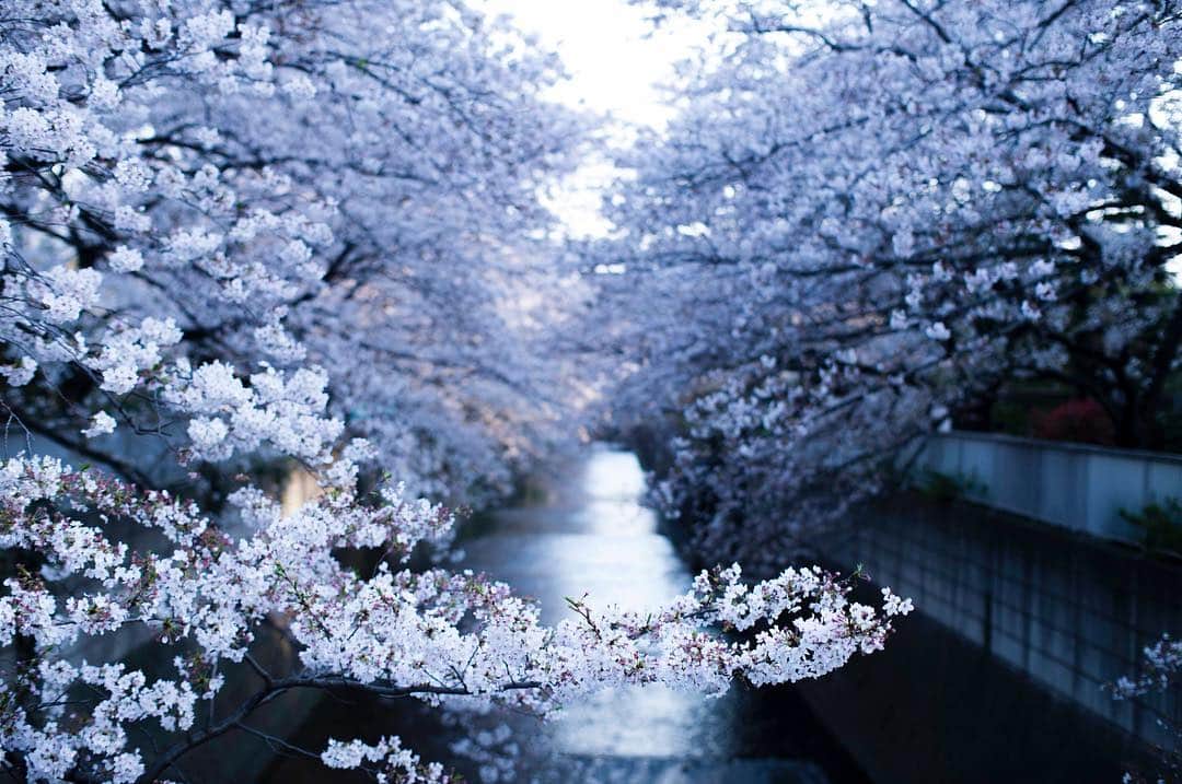 北原徹さんのインスタグラム写真 - (北原徹Instagram)「#桜 #cherryblossom #photography by #torukitahara #photographer #art #artwork」4月7日 13時11分 - torukitahara