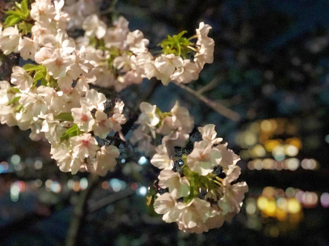 森本あやかさんのインスタグラム写真 - (森本あやかInstagram)「家から歩いてすぐのところ。﻿ ﻿ 今年も綺麗な桜が咲いてて﻿ 夜桜を見に行ってきたで🌸﻿ ﻿ 昔は夏が大好きやったけど﻿ 30過ぎたら春と秋が好きになった😂✨﻿ ﻿ #夜桜 #大阪 #春 #綺麗 #もっと見てたい #家の近所 #桜」4月7日 13時12分 - ayachi0120