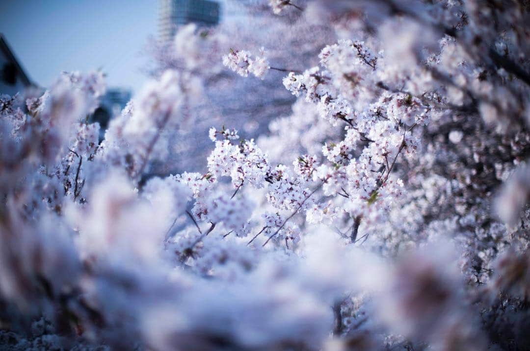 北原徹さんのインスタグラム写真 - (北原徹Instagram)「#桜 #cherryblossom #photography by #torukitahara #photographer #art #artwork」4月7日 13時13分 - torukitahara