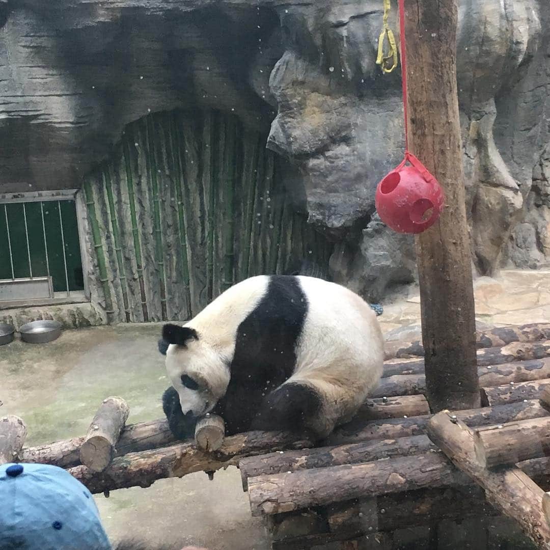 小野瀬雅生さんのインスタグラム写真 - (小野瀬雅生Instagram)「北京に行って来ました。北京動物園のパンダ全頭ヤル気ゼロでした♫ #パンダ #北京動物園 #北京 #ヤル気ゼロ #小野瀬雅生」4月7日 13時17分 - onosemasao