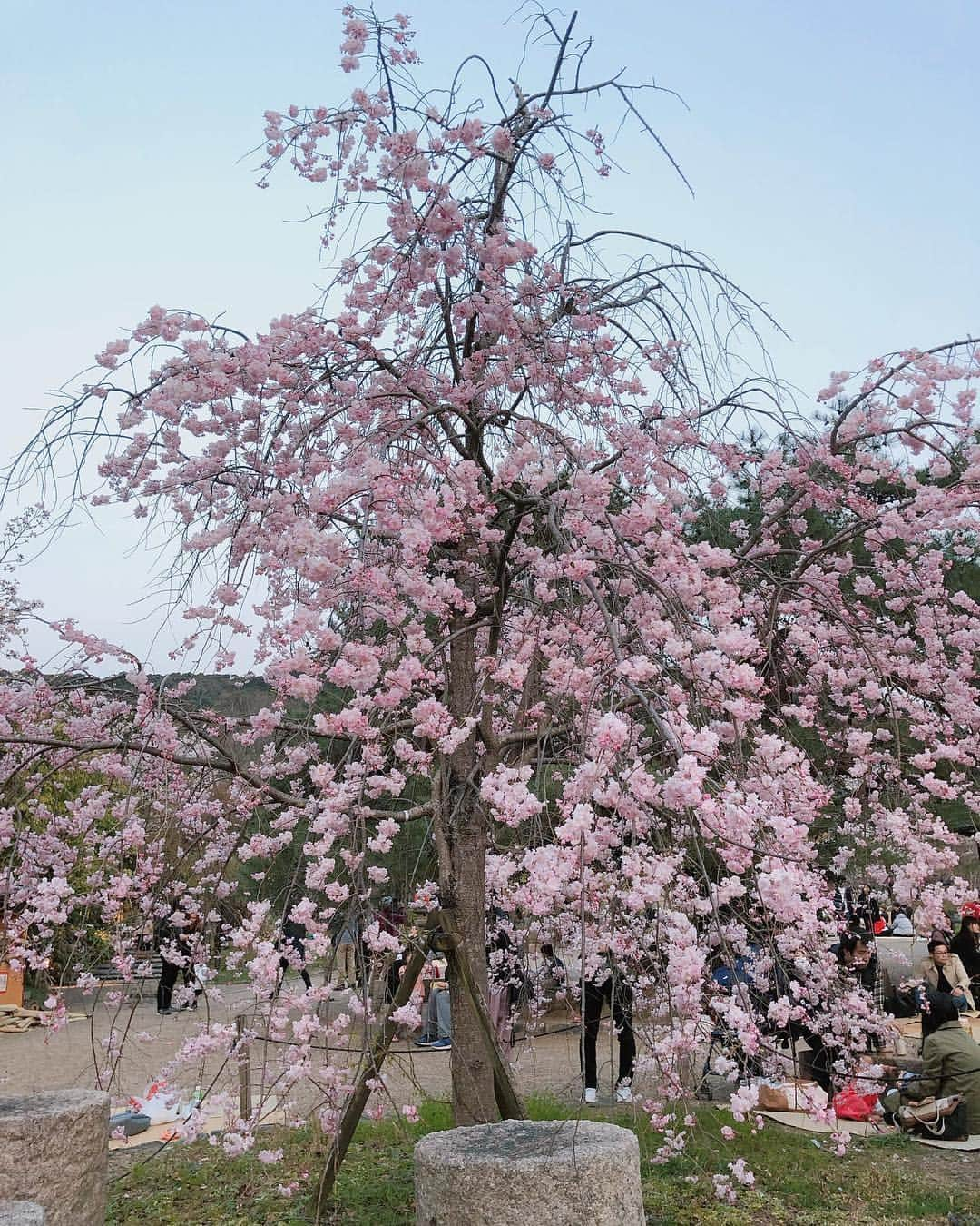 加藤未唯さんのインスタグラム写真 - (加藤未唯Instagram)「桜day🌸 ただただ癒されました💓 この自販機見つけてね〜🥤 #cherryblossom  #桜 #哲学の道 #銀閣寺 #平安神宮 #円山公園 #知恩院 #八坂神社 #お花見」4月7日 13時17分 - miyukato1121