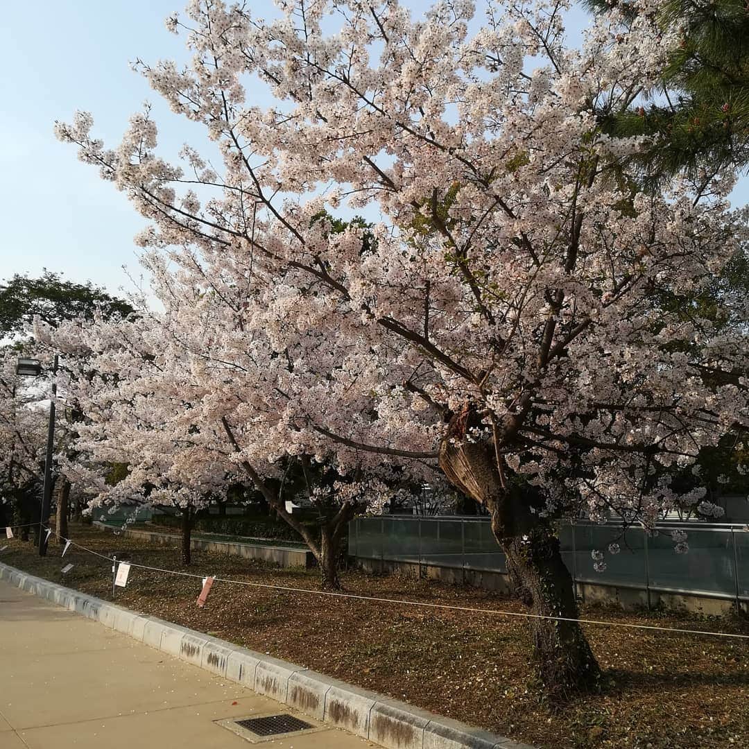 おぎたともこさんのインスタグラム写真 - (おぎたともこInstagram)「【広島の桜】  #このみおぎたともこ #桜 #広島 #トリも花見しよった #Cherry Blossoms #sakura」4月7日 13時21分 - konomiogitatomoko