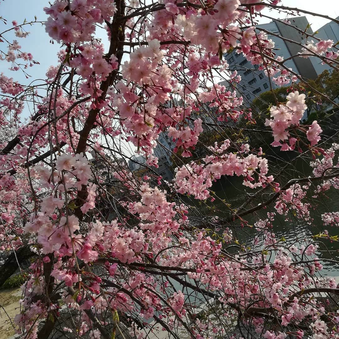 おぎたともこさんのインスタグラム写真 - (おぎたともこInstagram)「【広島の桜】  #このみおぎたともこ #桜 #広島 #トリも花見しよった #Cherry Blossoms #sakura」4月7日 13時21分 - konomiogitatomoko
