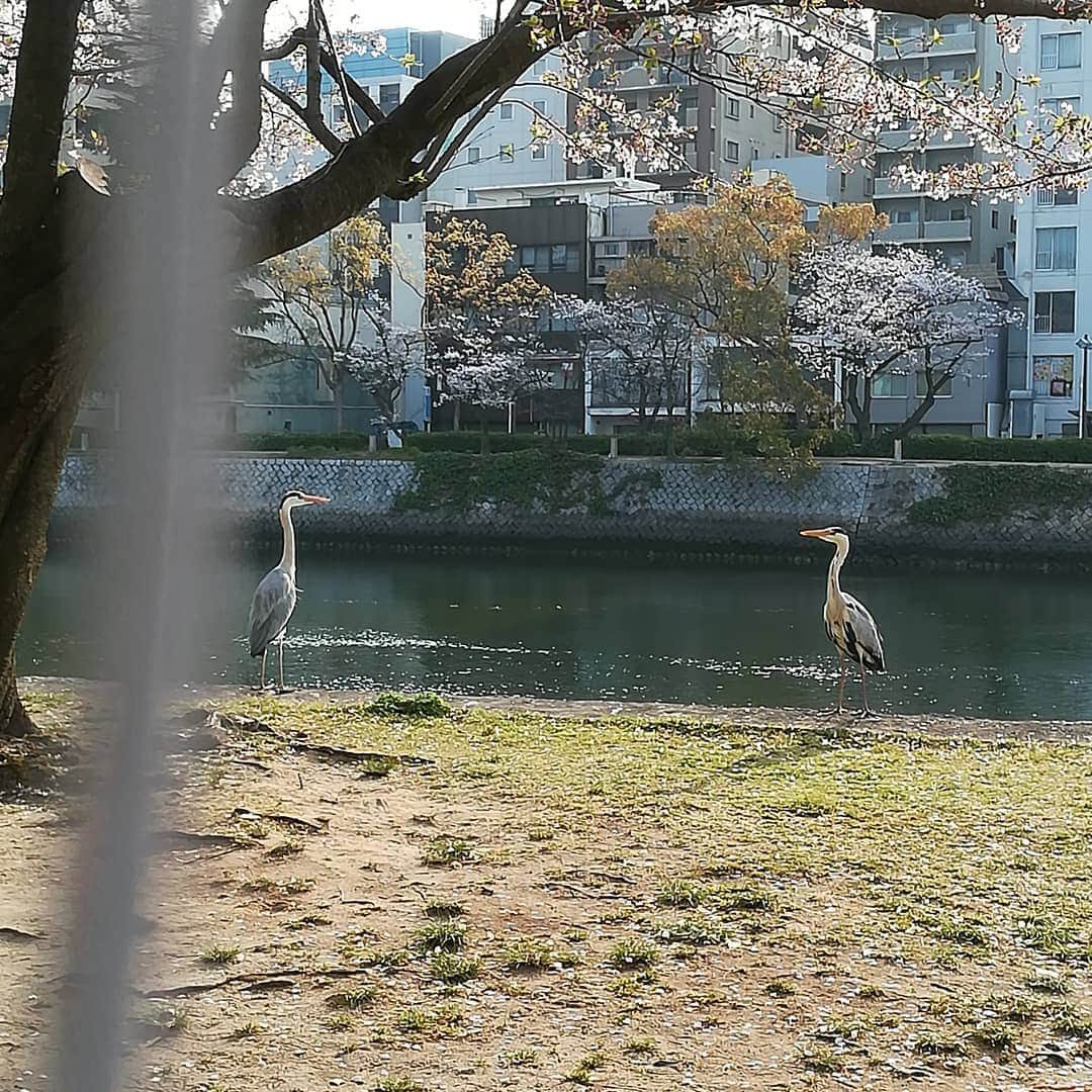 おぎたともこさんのインスタグラム写真 - (おぎたともこInstagram)「【広島の桜】  #このみおぎたともこ #桜 #広島 #トリも花見しよった #Cherry Blossoms #sakura」4月7日 13時21分 - konomiogitatomoko