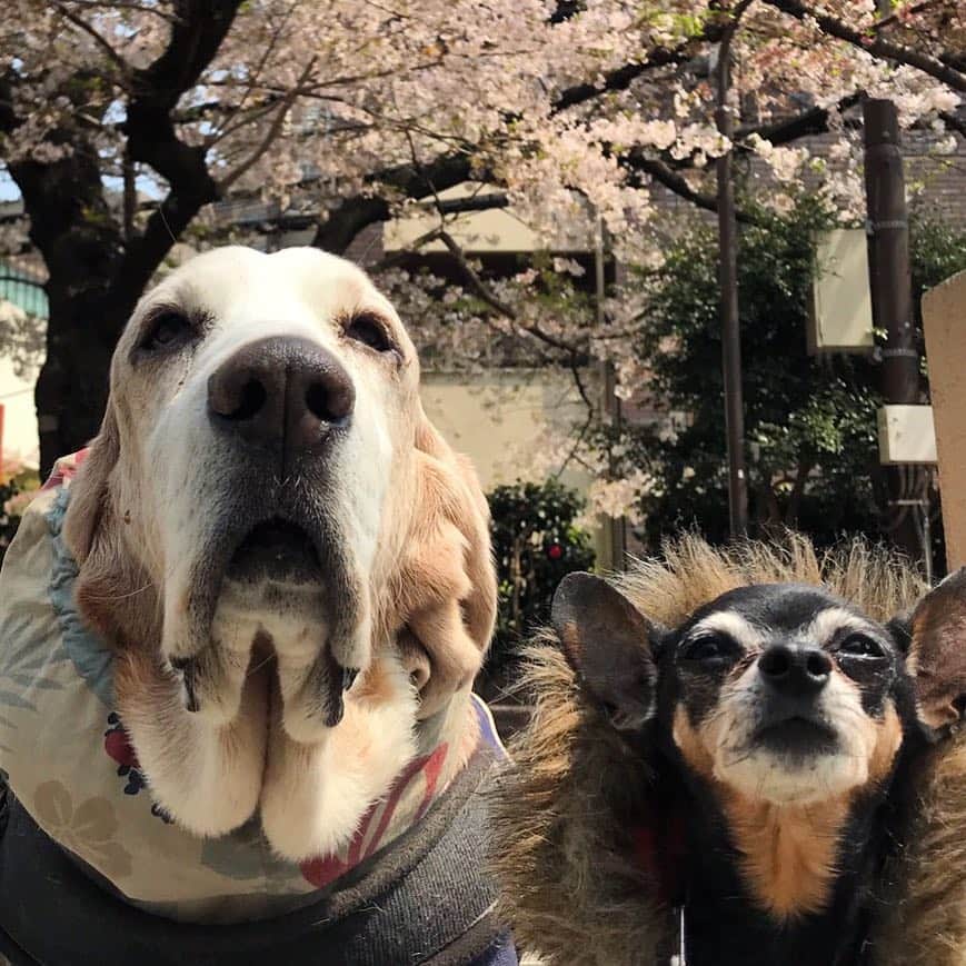山本モナのインスタグラム