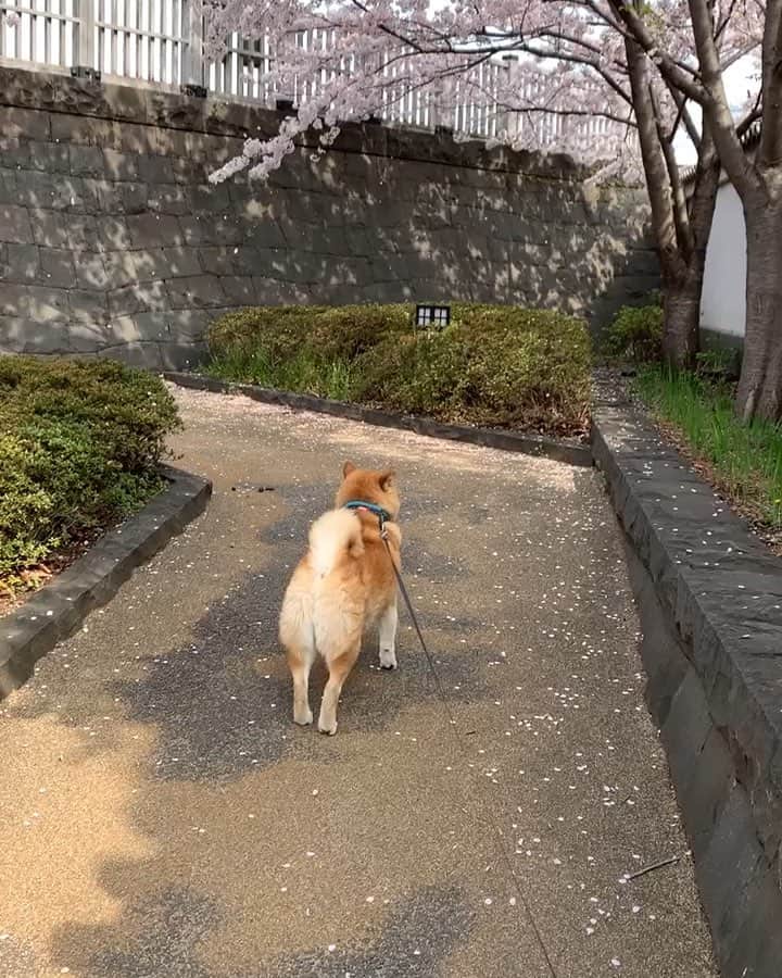 まる（まるたろう）のインスタグラム