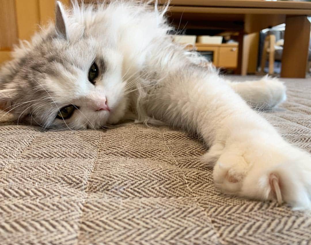 hanaのインスタグラム：「ゴロゴロな日曜日🐾 コスケは毎日 日曜日😽 . . . #ねこのいる生活 #ねこすたぐらむ #鋭い爪#scottishfold #cat #cats #catlover #cutcats #catsnap #catstagram #cats_of_instagram #catsmosh #catsofworld #cutepetclub #ilovemycat #ig_catclub #insta_kitten #fluffy #funnycritters #fluffypack #kitty #kawaii #kawaii_cat #world_kawaii_cat #bestmeow #meowbox #happypet」