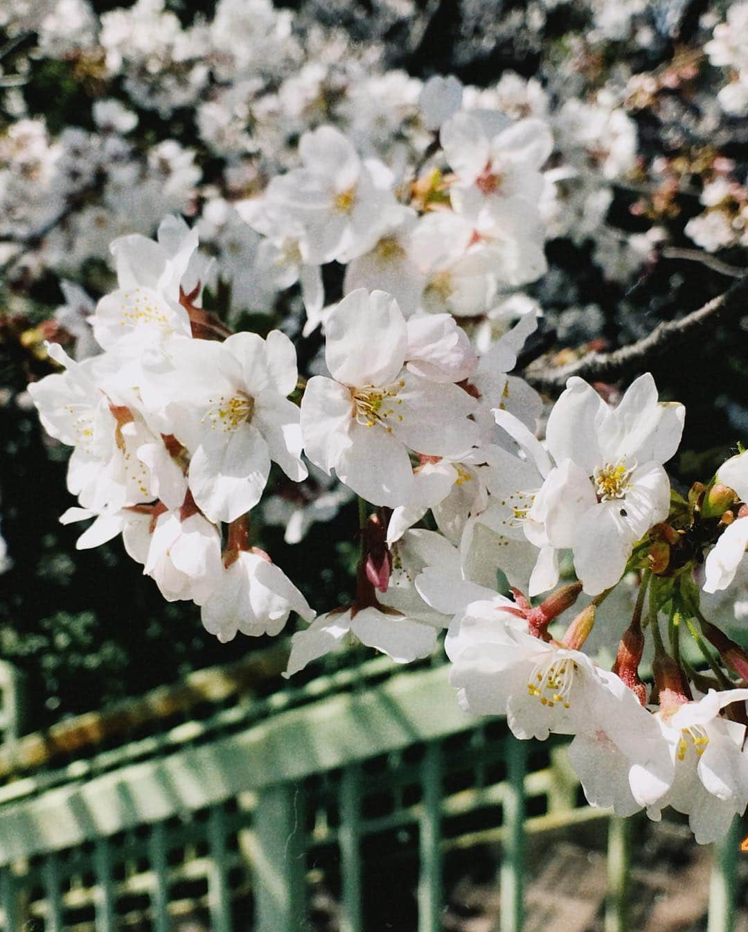 恒松祐里さんのインスタグラム写真 - (恒松祐里Instagram)「休日ダァッ！！！ #プリン🍮 #お花見🌸 #いちご飴🍓 #おつねとごはん」4月7日 13時34分 - yuri_tune