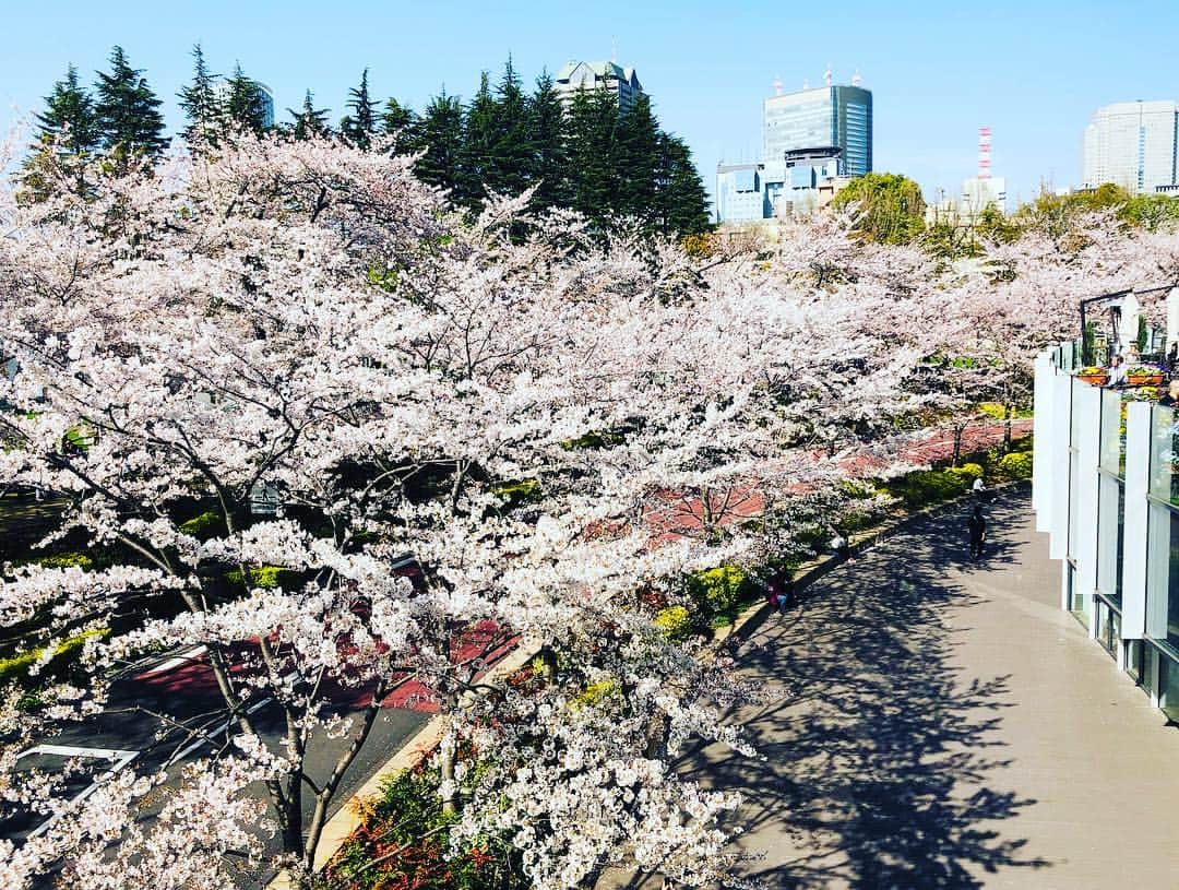 福田ゆみさんのインスタグラム写真 - (福田ゆみInstagram)「気持ちいいお天気。 もう少しだけ咲いてほしいな。  #春  #桜  #散歩」4月7日 13時37分 - yumifukuda0511