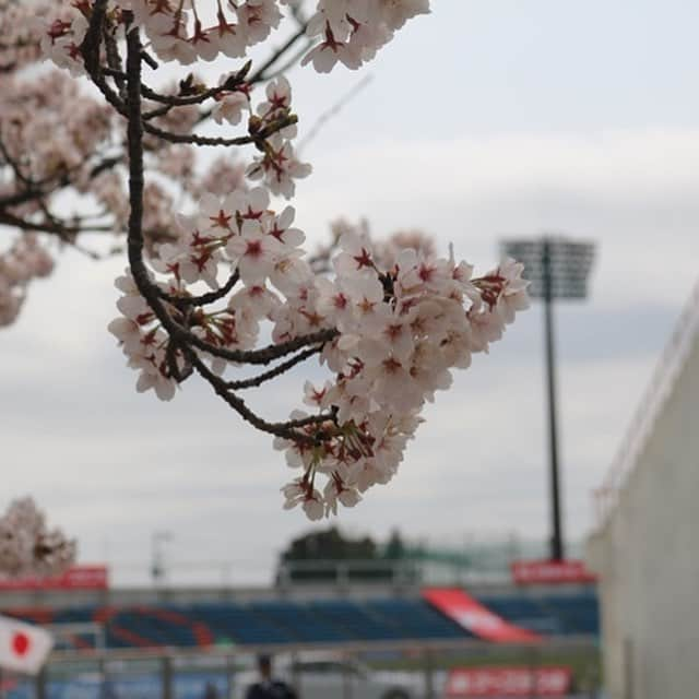 徳島ヴォルティスさんのインスタグラム写真 - (徳島ヴォルティスInstagram)「【4/7（日）14:00 水戸戦（アウェイ）】﻿ 3連戦最後のゲーム！﻿ 葵より藍！！！﻿ 徳島の誇りにかけて共にアツく戦いましょう！！﻿ ﻿ 試合の速報はオフィシャルTwitter（アカウント名：vortis_pr）で！﻿ ﻿ #徳島ヴォルティス #vortis #徳島 #水戸 #Jリーグ」4月7日 13時38分 - tokushima_vortis