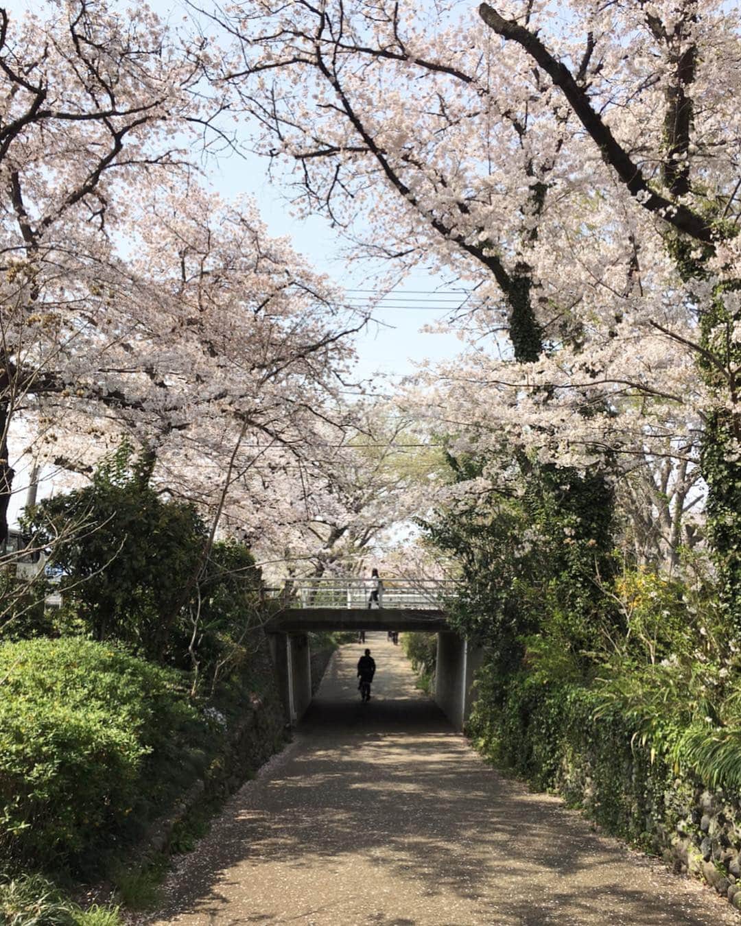 合田経郎のインスタグラム：「桜日和。」