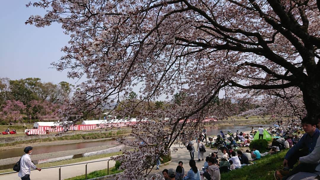 竹内弘一さんのインスタグラム写真 - (竹内弘一Instagram)「仕事前に家族でお花見。鴨川の桜が一番好きです。来年からお客さん呼ぼうかなあ(笑)公共の場所やけど(^^;#お花見 #鴨川 #京都」4月7日 13時42分 - takeuchi_koichi