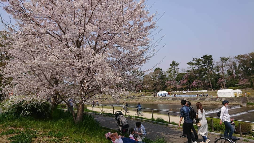 竹内弘一さんのインスタグラム写真 - (竹内弘一Instagram)「仕事前に家族でお花見。鴨川の桜が一番好きです。来年からお客さん呼ぼうかなあ(笑)公共の場所やけど(^^;#お花見 #鴨川 #京都」4月7日 13時42分 - takeuchi_koichi