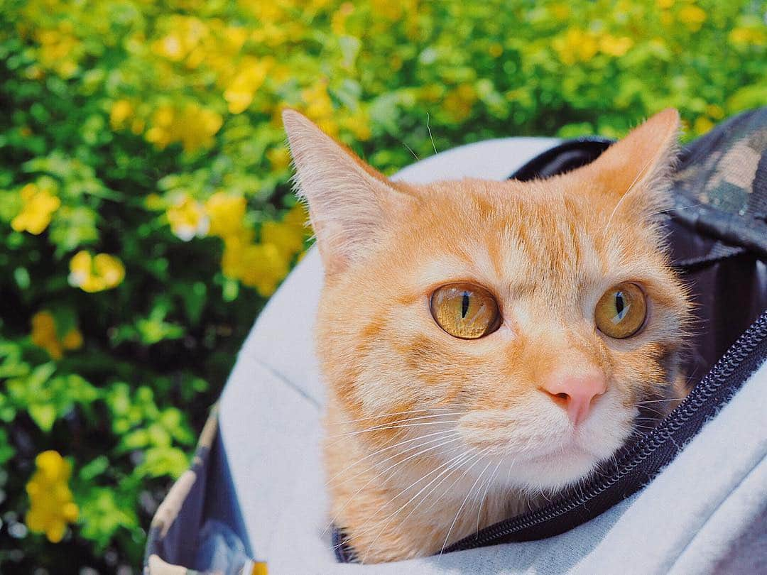 若尾綾香さんのインスタグラム写真 - (若尾綾香Instagram)「☆ ココたんとお花見🐈🌼 家猫はお外は怖いらしい。 お外に興味はあるけど怖さとの葛藤。 抱きついて離れないココ🐣 さくらまたリベンジしよう🌸 . #cat#cute#猫#にゃんすたぐらむ#おかわ#愛しい猫#ちゃとら#猫のいる生活#にゃんこ#イケメン猫#ねこさんぽ」4月7日 13時43分 - ayaka_wakao