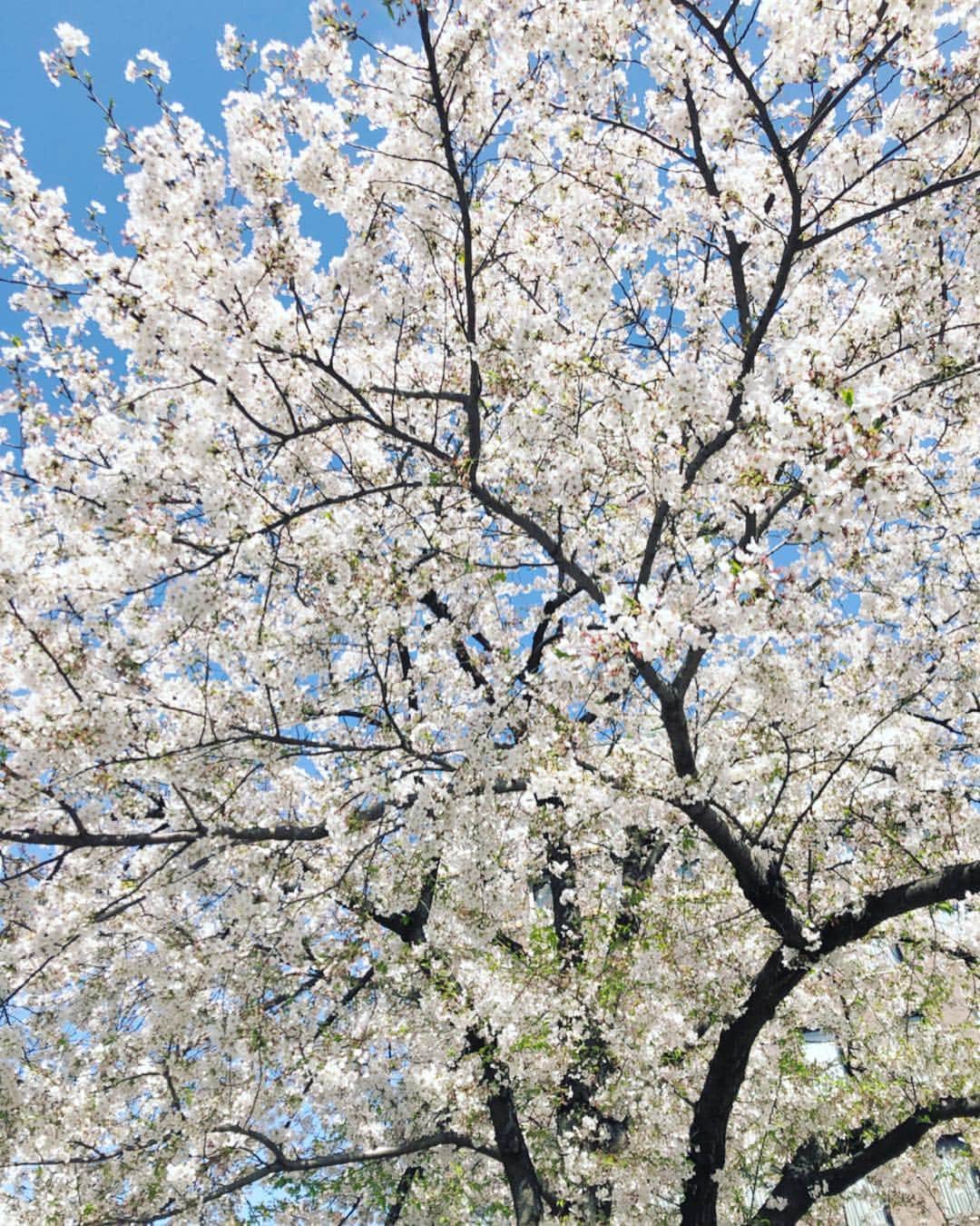 廣瀬規子さんのインスタグラム写真 - (廣瀬規子Instagram)「桜の季節🌸 先日、 @nobnob1111 さんと @miyabi_brandcommunications さん主宰の #トランクいっぱいの京都サロン in 東京 に参加してきました。 * 三越の女将、近藤紀代子さんにご案内頂きながら、日本橋三越周辺を散策した後、江戸時代の越後屋の話から遡り、三越の華麗なる歴史を伺いつつ、本店正面玄関にあるライオン像や本店1階にある天女像のお話など、興味深いお話を沢山聞いてきました。 決して詳しいわけではないのですが、 歴史、文化的なものが好きで、一度スイッチが入るとドキドキが止まらなくなる私w もうすっかり、女将さんと日本橋三越本店の大ファンになって帰ってまいりました。 日本橋三越本店は、2016年に国の重要文化財に指定されています。 毎月第2土曜日、11:30am • 14:30 に店内ツアーを開催されています。（約70分 参加費無料）とても興味深いお話、たくさん伺えます😌 ご興味ある方は是非🌸 * #桜の季節 #日本橋三越本店  #MITSUKOSHI #日本橋 #ライオン #越後屋 #日本初のデパートメントストア  #大理石が沢山使われている内装には #アンモナイトなど化石が沢山 #古き良き #良いものは良い #歴史のちょっとしたお勉強にもなりました #三越日本橋本店のライオン #必勝祈願 #誰にも知られずにライオン像の背にまたがると願いが叶うとか #都市伝説」4月7日 13時48分 - noriko_style