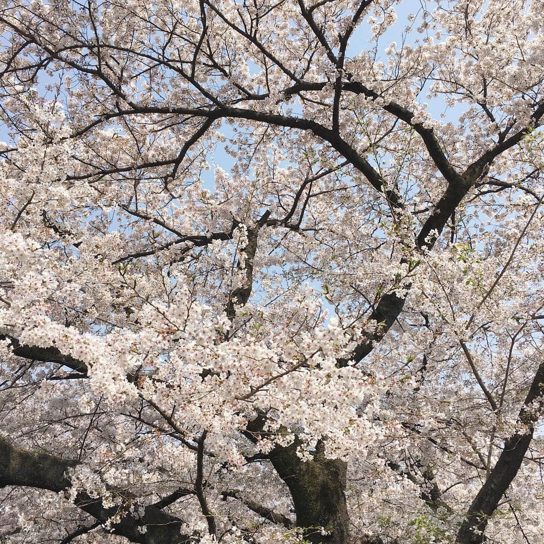 合田経郎さんのインスタグラム写真 - (合田経郎Instagram)「花鳥風月を描くには、まだ邪念が多すぎるな。」4月7日 13時56分 - tgdwf