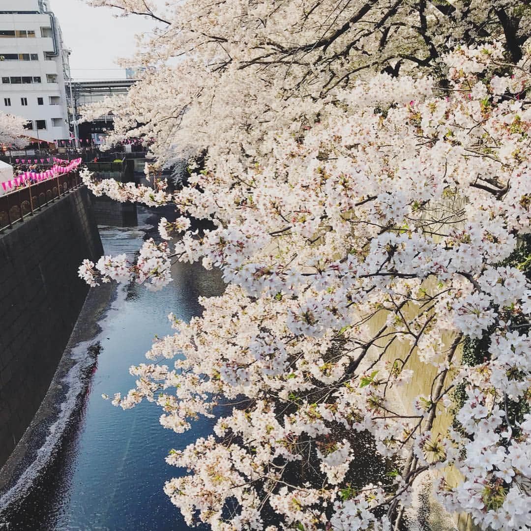 森本奈緒さんのインスタグラム写真 - (森本奈緒Instagram)「わたしが幸福感でいっぱいになってしまっためいちゃんおめでとうの日🎂 #たまたまボーダー#金継ぎピアス作り#メイちゃん(犬)#3人集合 #夜桜 🌸」4月7日 14時10分 - naomorimoto
