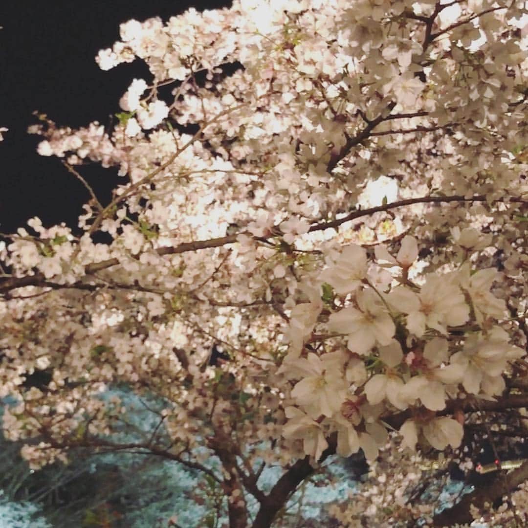 森本奈緒さんのインスタグラム写真 - (森本奈緒Instagram)「わたしが幸福感でいっぱいになってしまっためいちゃんおめでとうの日🎂 #たまたまボーダー#金継ぎピアス作り#メイちゃん(犬)#3人集合 #夜桜 🌸」4月7日 14時10分 - naomorimoto