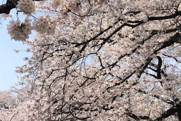 青山恭子さんのインスタグラム写真 - (青山恭子Instagram)「. 最高のお花見〜🌸🌸🌸💯 . . . #縁会 #最高のお花見 #天気も最高 #風もなく気持ち良かった #満開の木の下で #持ち寄りパーティー #お酒もご飯も余るほど #楽しすぎた #2週間ズラして正解 #幹事としてドキドキ #毎日まだ咲くなって祈ってたよ #祈りが通じた #🌸💯」4月7日 14時05分 - aokyon27