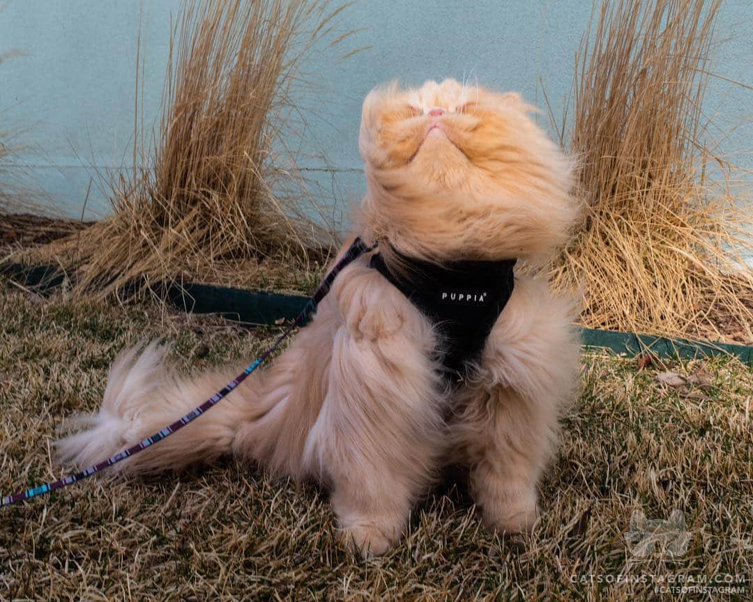 Cats of Instagramさんのインスタグラム写真 - (Cats of InstagramInstagram)「From @FloydTheLion: "Ahh, wind in the fur! 🦁" #catsofinstagram」4月7日 14時06分 - cats_of_instagram