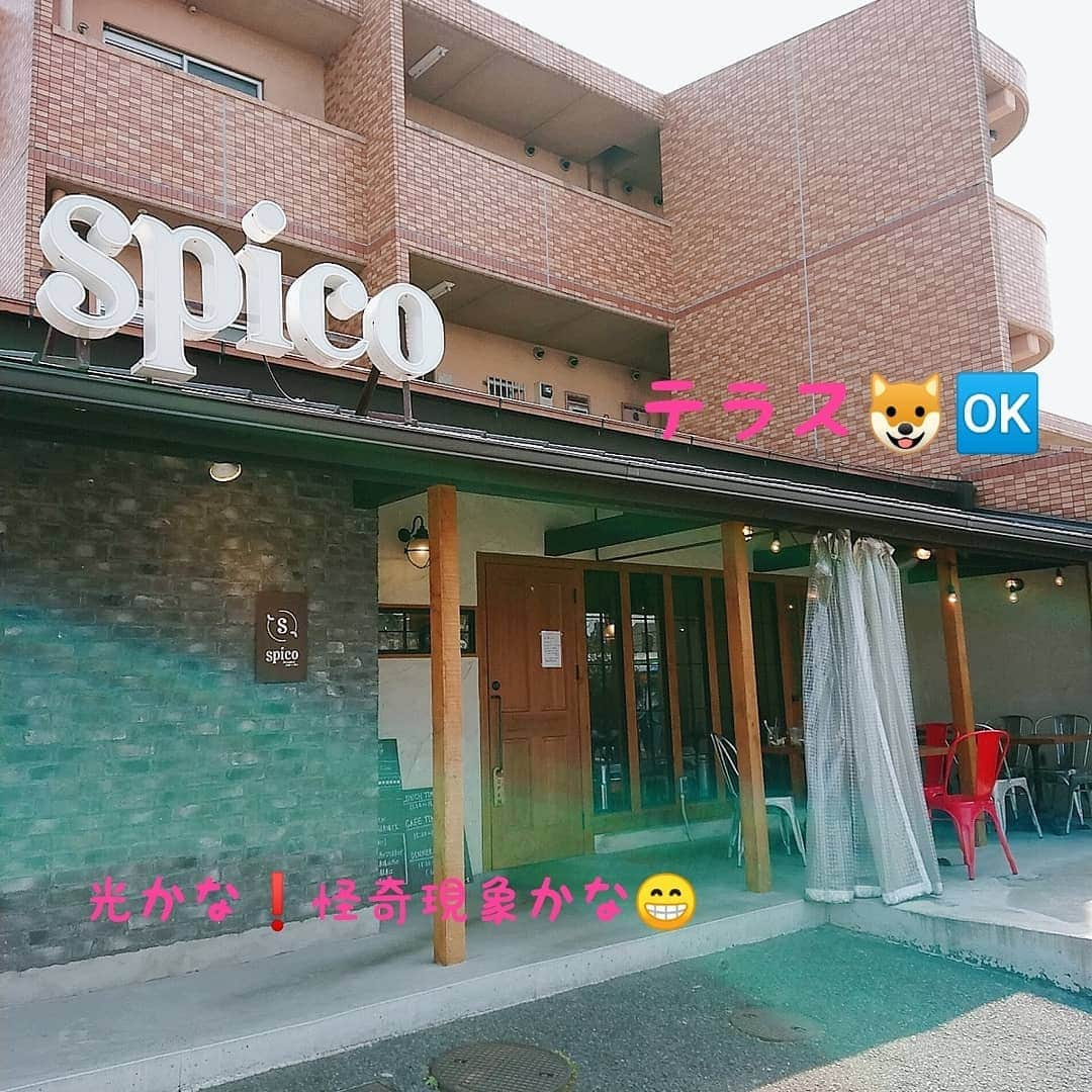 ピックさんのインスタグラム写真 - (ピックInstagram)「日曜日のお昼は❗ お散歩の帰りに、ずっと気になって行きたかった❗ 、 多国籍料理のカフェ&bar 、 スピコさんに テラスは🐶🆗ってことで、ピックちゃんも同伴 、 私はコロモコ～パパは、バターチキンカレー とっても美味しかったなー 、 ピックも気持ち良さそうに久しぶりにカフェでお利口にしてたしね❤️ 、 #名古屋市緑区  #緑区カフェ  #ランチ #カレー #ロコモコ  #カフェ巡り  #おでかけ  #カフェ #instadog #ilovedog #dogstagram #west_dog_japan #all_dog_japan #todayswanko #ミニチュアダックス #ミニチュアダックスフンド #イヌスタグラム #いぬすたぐらむ #犬 #だいすき #美容 #ダイエット #いぬドル #かわいい #シニア犬 #14歳 #ピック #モデル犬 #イケワン #わんわん小学校」4月7日 14時17分 - pick09040904