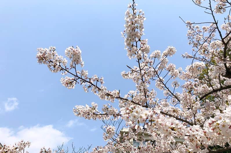 momo8631さんのインスタグラム写真 - (momo8631Instagram)「2019.04.07 昨日、桜を見に夙川へ。 夙川＝大学の新歓イベントというイメージが強くて、 桜を見ながらなんだか懐かしい気持ちになりました。 (Taoka Coffeeに寄った帰り道の桜並木の方が良かったのは内緒の話🤫) ..... #photo #photography #cherryblossom #sakura #japan #spring #写真好きな人と繋がりたい #桜」4月7日 14時18分 - momo8631