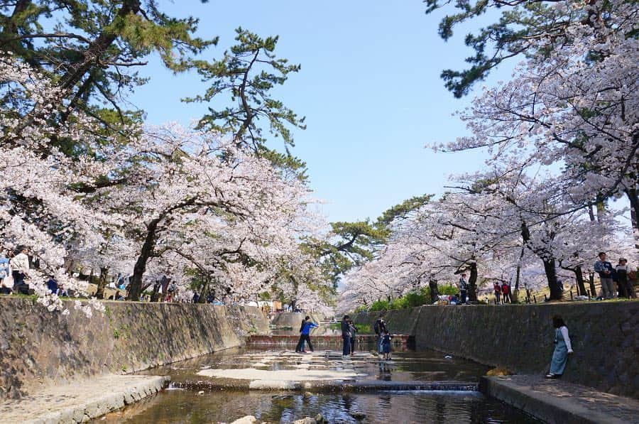 momo8631さんのインスタグラム写真 - (momo8631Instagram)「2019.04.07 昨日、桜を見に夙川へ。 夙川＝大学の新歓イベントというイメージが強くて、 桜を見ながらなんだか懐かしい気持ちになりました。 (Taoka Coffeeに寄った帰り道の桜並木の方が良かったのは内緒の話🤫) ..... #photo #photography #cherryblossom #sakura #japan #spring #写真好きな人と繋がりたい #桜」4月7日 14時18分 - momo8631