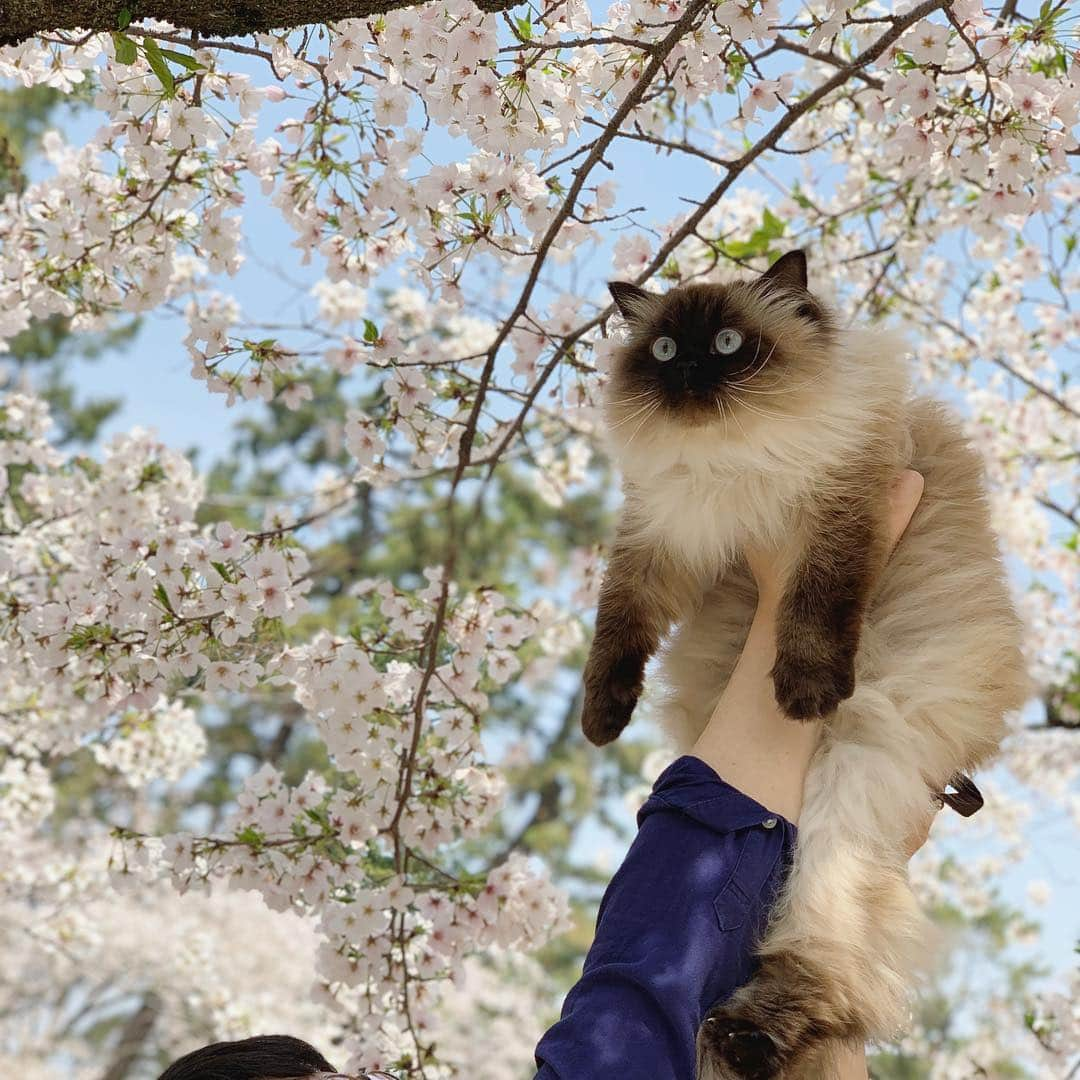 plumeさんのインスタグラム写真 - (plumeInstagram)「パパにたかいたかいしてもらったよ👦🏻👧🏼🌸🌿 . . . . . . . #桜 #お花見 #sakura #cherryblossom #🌸#プリュムのいる生活 #猫のいる暮らし  #ヒマラヤン  #猫  #赤ちゃんと猫  #ふわもこ部  #ヒマラニャンズ  #猫  #ねこ #もふもふ #🐈 #고양이  #kucing  #Кот  #ilovecats  #sealpoint #cat #himalayancat  #catsofinstagram  #catloversclub  #bestmeow #bestcats_oftheworld  #weeklyfluff  #bestanimal #cutepetclub #grumpycat」4月7日 14時21分 - plumestagram