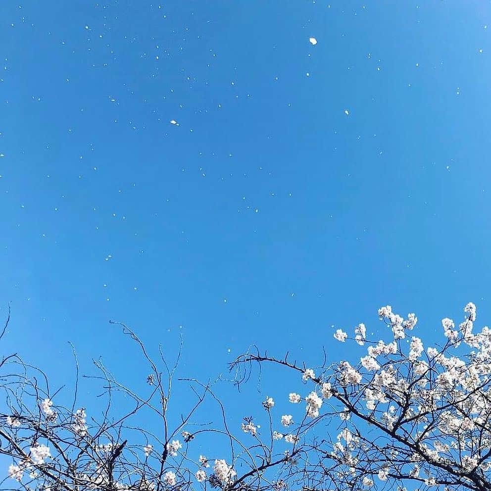竹村優香さんのインスタグラム写真 - (竹村優香Instagram)「み、お、さ、め、ざ、く、ら🌸 川面を流れる花びらも、雪のように舞う花びらも心奪われる美しさです🌸 散り際まで楽しませてくれますね🌸🍡 #目黒川  #おさんぽ #桜  #満開 #今年もありがとう #来年またね」4月7日 14時36分 - yuka_tkmr