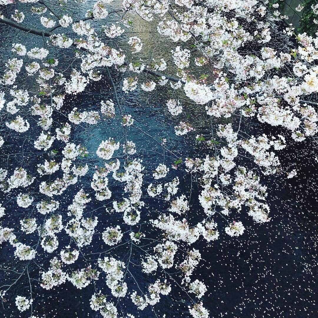 竹村優香のインスタグラム：「み、お、さ、め、ざ、く、ら🌸 川面を流れる花びらも、雪のように舞う花びらも心奪われる美しさです🌸 散り際まで楽しませてくれますね🌸🍡 #目黒川  #おさんぽ #桜  #満開 #今年もありがとう #来年またね」