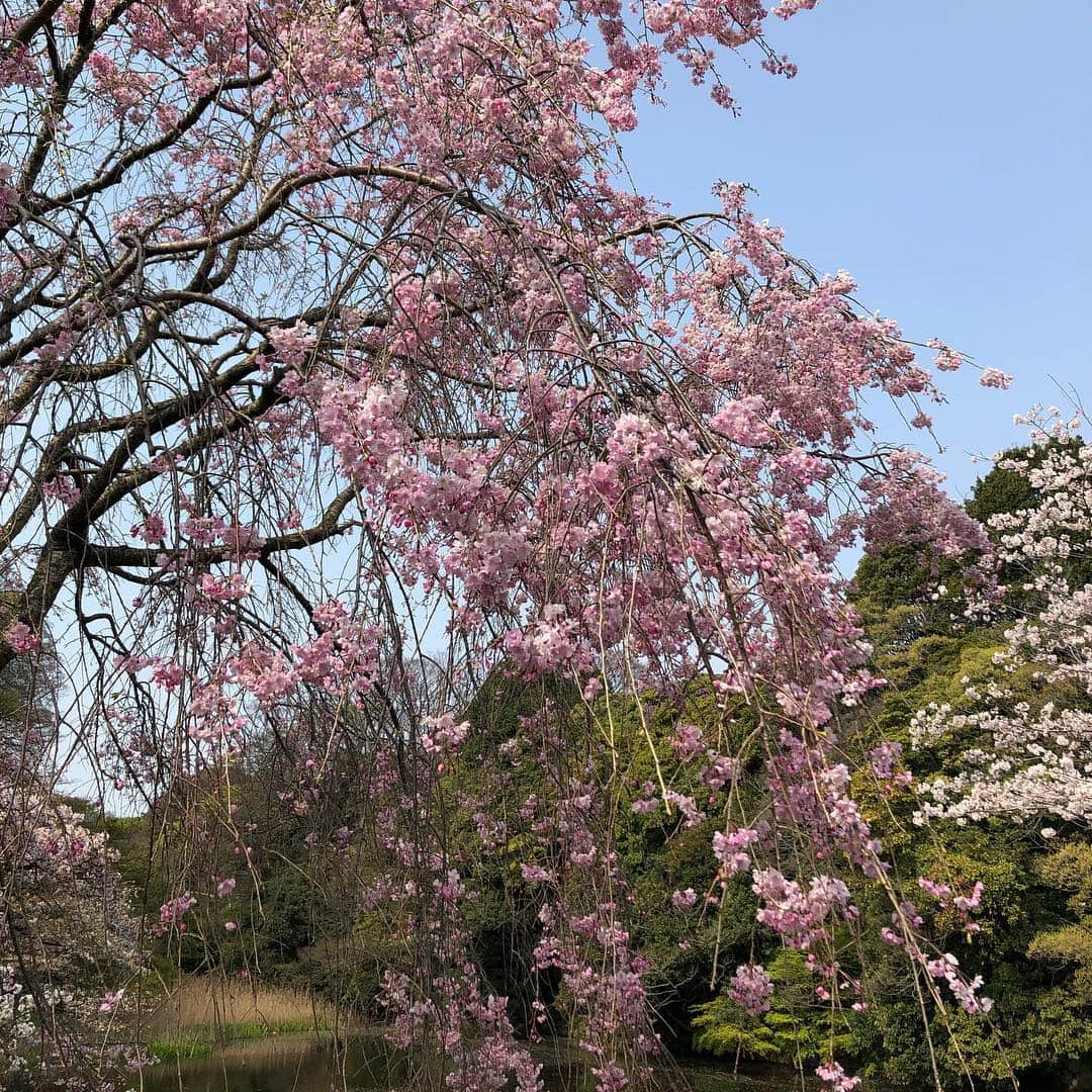 行正り香さんのインスタグラム写真 - (行正り香Instagram)「桜はもう散ってしまったと思っていたら、まだまだ咲いています。嬉しいな。皇居から千鳥ヶ淵、北の丸公園に。公園では尺八を奏でる方に出会いました。Cherry blossoms are at full bloom in Tokyo. Beautiful indeed. blossoms#rikayukimasa #行正り香#桜散歩」4月7日 14時39分 - rikayukimasa